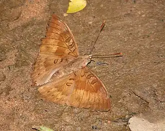 Dorsal view (male)