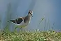Common sandpiper