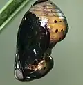 Last stage of the pupa