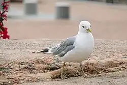 Common gull, Västra hamnen, Malmö