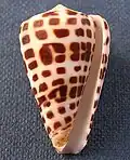 Conus eburneus, apertural view Hwass in Bruguière, J.G., 1792