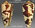 Conus gubernator Hwass in Bruguière, J.G., 1792