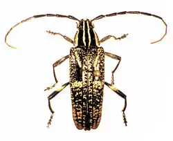 Specimen image of Coptomma variegatum