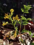 Corydalis flavula