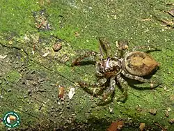 an example of the genus. a spider that is brown with dark brown spots
