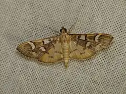 Cotachena histricalis