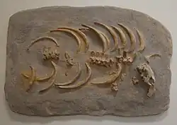 Crenatosiren partial skeleton