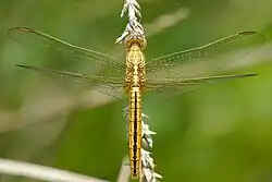 Young female