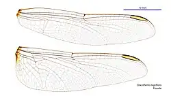Female wings