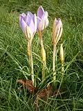 Crocus imperati 'De Jager'