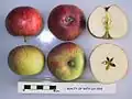 Beauty of Bath (LA 63A) apple, cross-sectioned
