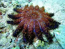 Acanthaster brevispinus (Australia).