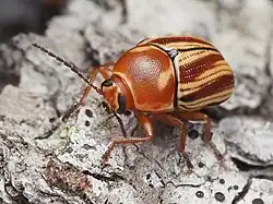 Cryptocephalus obsoletus