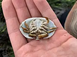 An umbrella crab being held in somebody's hand. The dorsal carapace is facing downward, revealing the venter (underside), and the anterior is toward the bottom of the frame. The abdomen, walking legs, chelipeds, and mouthparts are visible. The chelipeds conceal the eyes and all but a small portion of the antennae.
