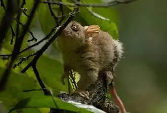 Bare-tailed Woolly Opossum (Caluromys philander) in a tree.
