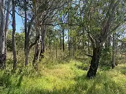 Cumberland Plain Woodland, an evergreen sclerophyllous woodland-savannah