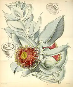 E. macrocarpa, as figured by Walter Hood Fitch in 1847.