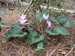 Cyclamen