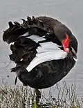 Black swan preening