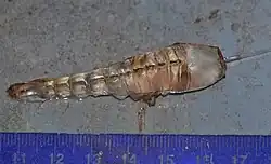 Specimen in dorsal view