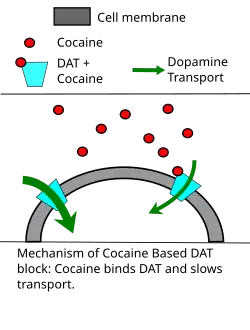 Diagram describes the mechanisms by which cocaine and amphetamines reduce dopamine transporter activity.