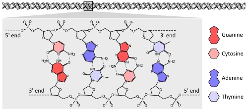 DNA chemical structure diagram showing how the double helix consists of two chains of sugar-phosphate backbone with bases pointing inward and specifically base pairing A to T and C to G with hydrogen bonds.