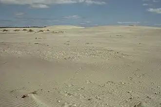 Nesting habitat, Mangawhai