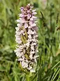Dactylorhiza incarnata forma rosea