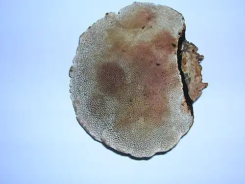 Bruising on pore surface