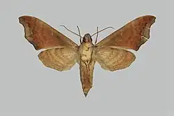 Image of Dahira yunlongensis