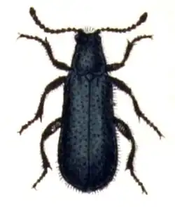 D. caerulea