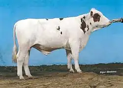 a lightly-built bull, almost entirely white with a few small red patches