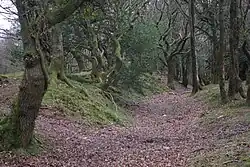 Dead Woman's Ditch cross-dyke, Robin Upright's Hill
