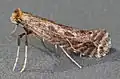 Imago