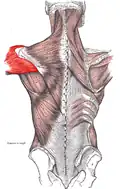 Deltoid muscle