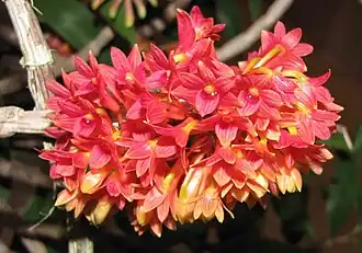 Photo of Dendrobium × usitae purplish orange flowers