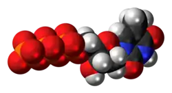 Space-filling model of the thymidine triphosphate molecule, 4- negative charge
