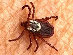 Female on human skin