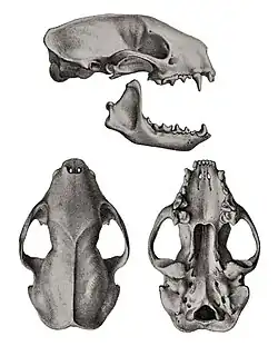 Skull