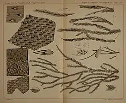 Various Lepidodendron diagrams from the Geological Survey of Pennsylvania