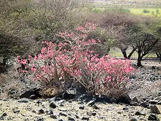 Adenium obesum growth habit of wild specimens, Tanzania