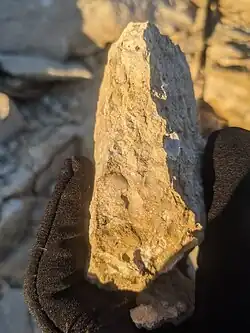 Brachiopod fossils in a sample of Raytown Limestone. (Truman Sports Complex, Kansas City)
