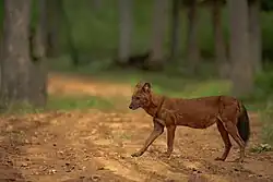 Dhole