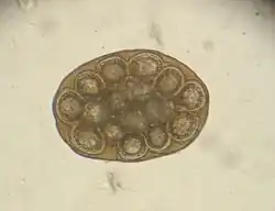 Dipylidium caninum egg packet