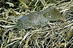 Gray shrew