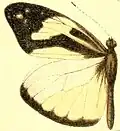 D. c. foedora male