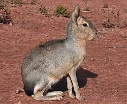 Brown long-legged cavy