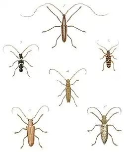 Longhorn beetles
