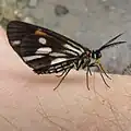 Drymoea satellitia, Costa Rica