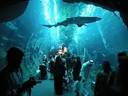 Shark tunnel